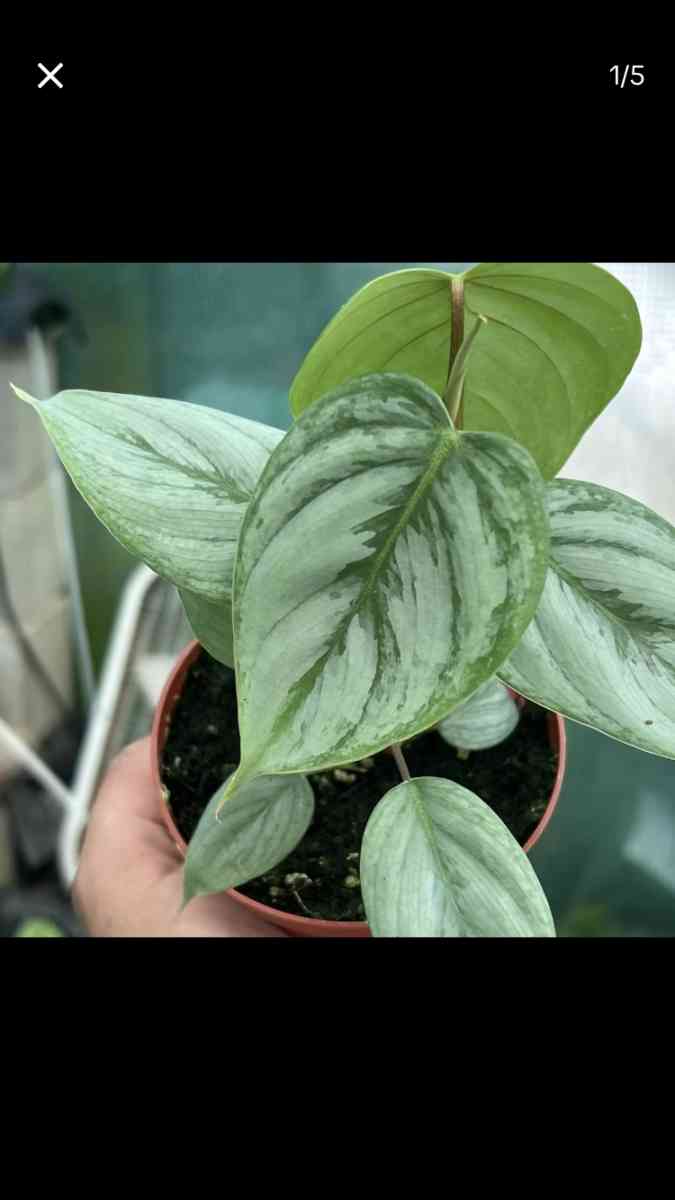 The Hidden Leaf Nursery