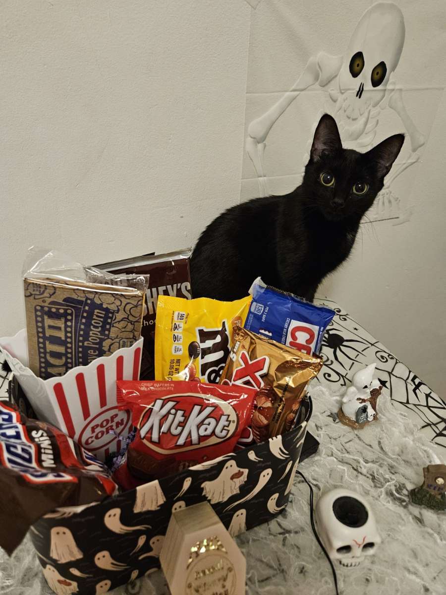 Halloween Miniature Candy Box