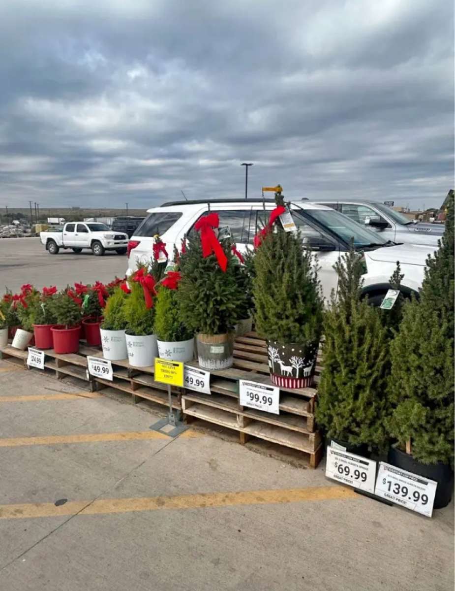 all live and artificial Christmas tree