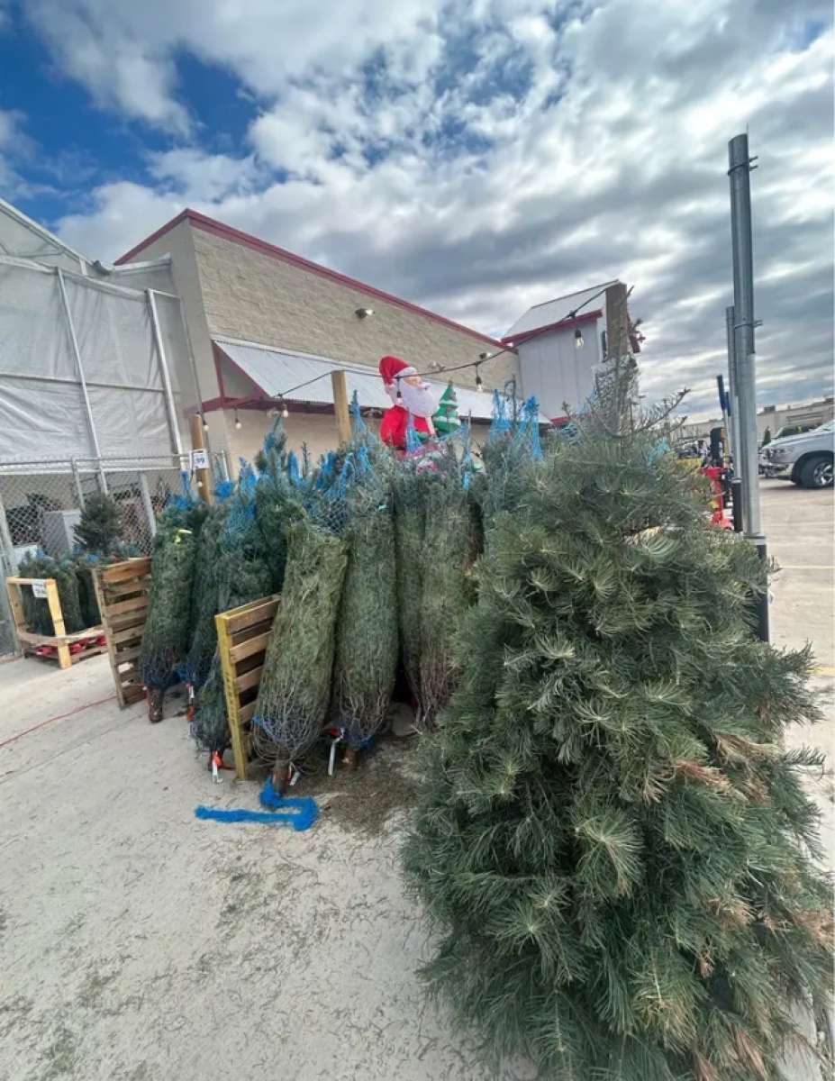 all live and artificial Christmas tree