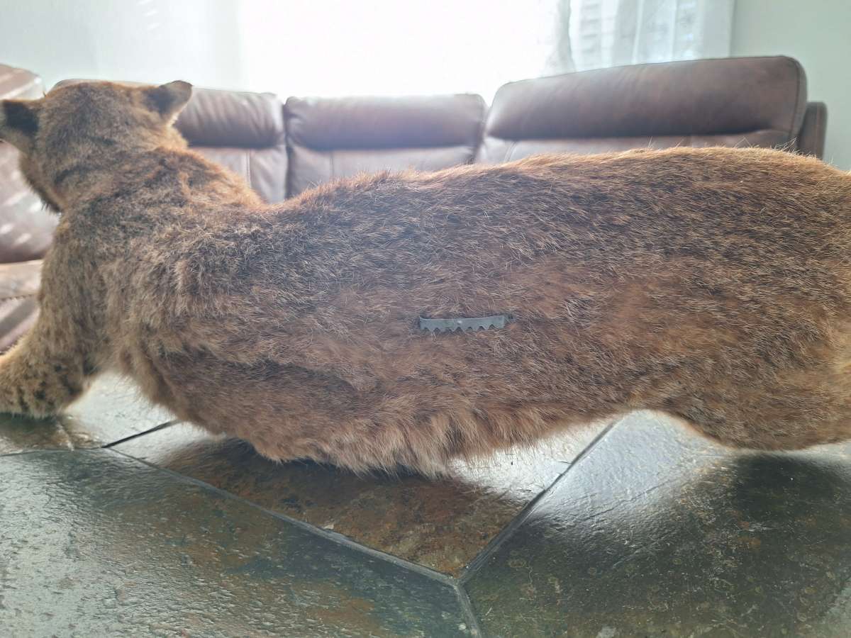 Bobcat Taxidermy