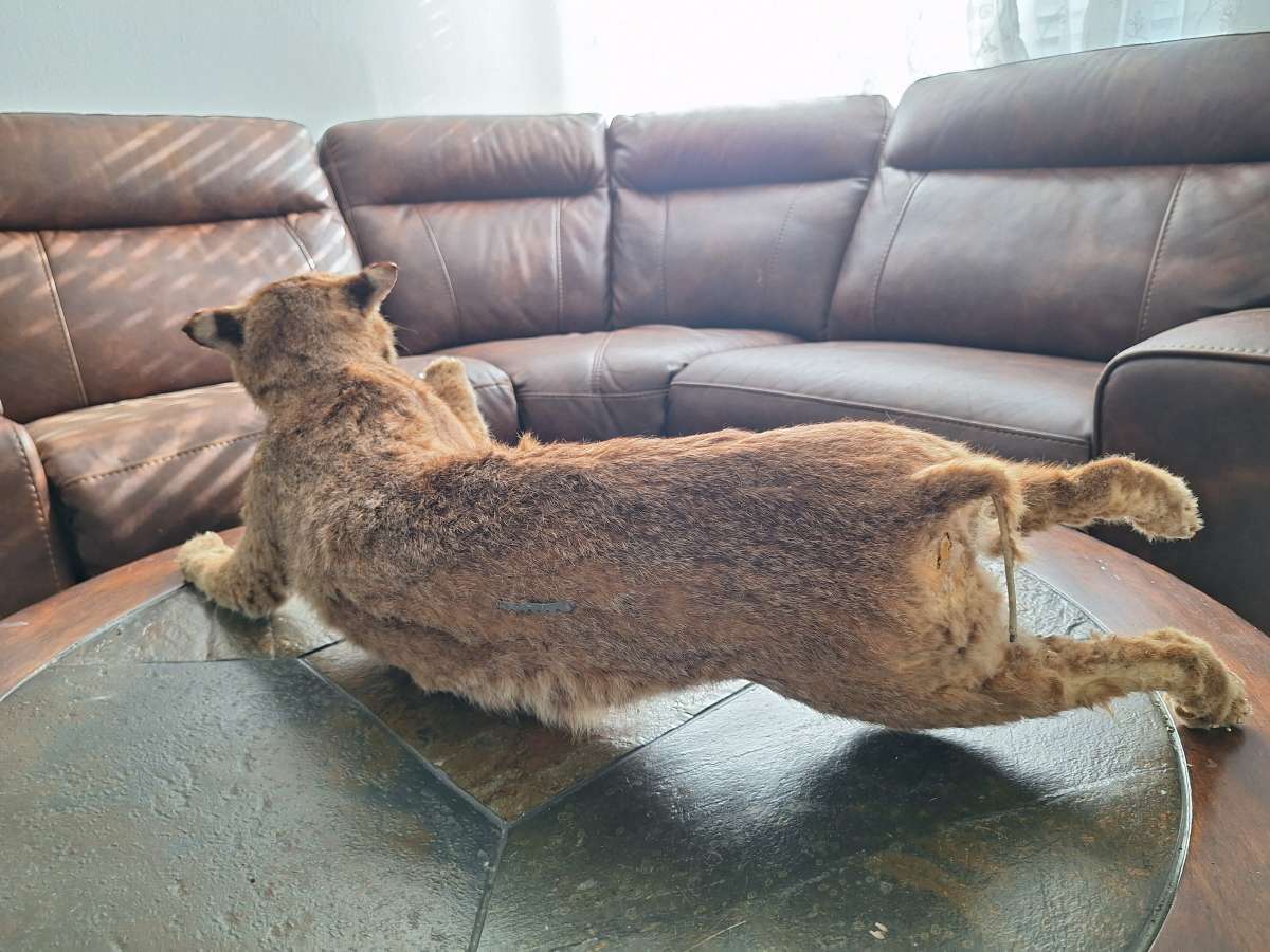 Bobcat Taxidermy