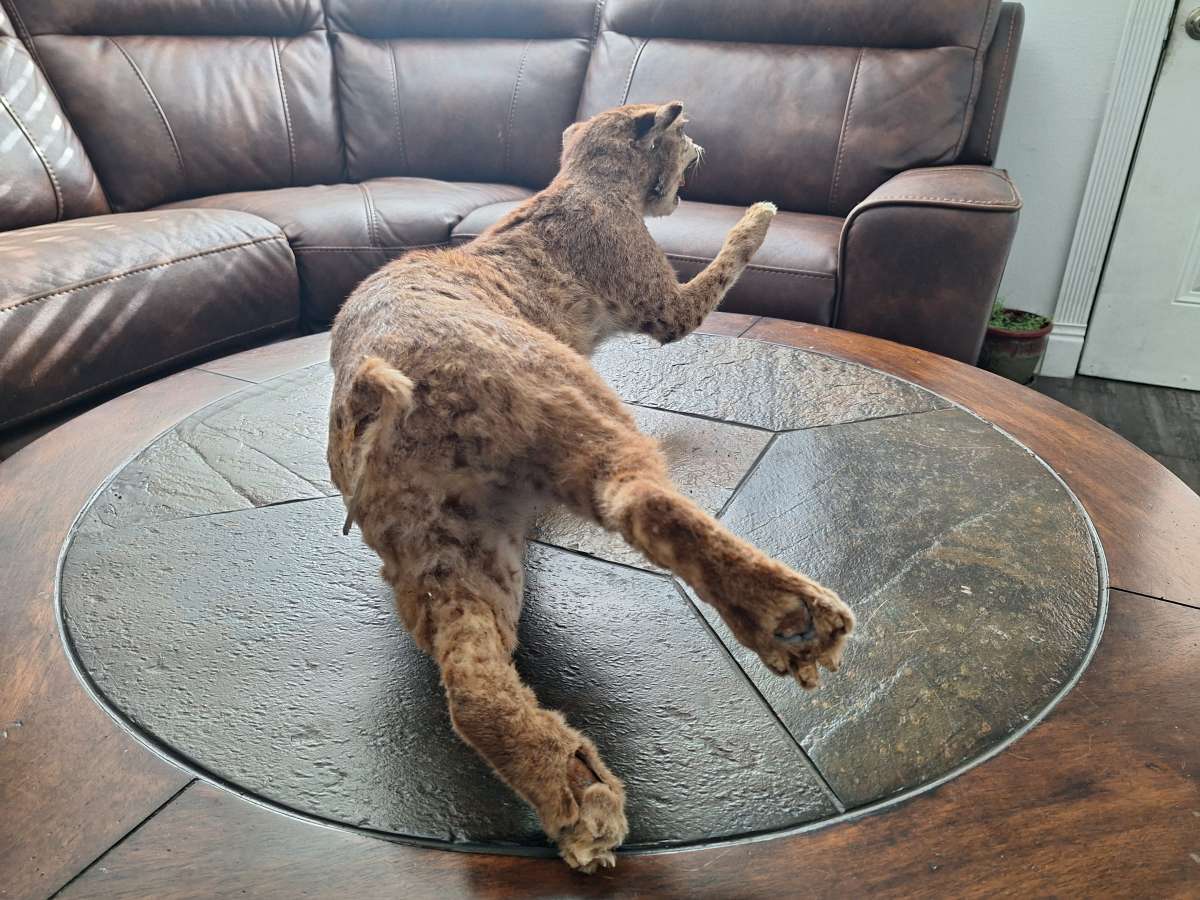 Bobcat Taxidermy