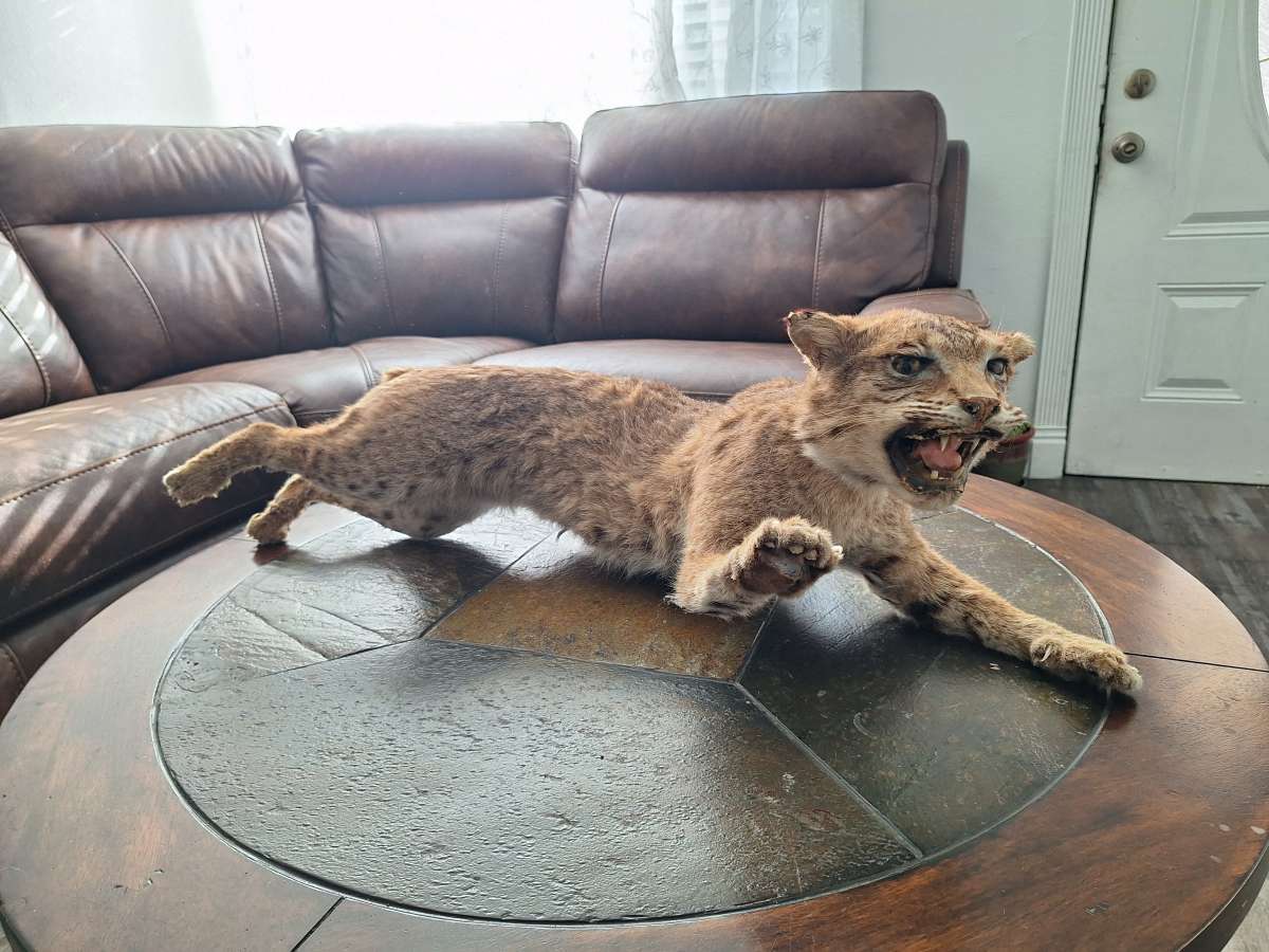 Bobcat Taxidermy