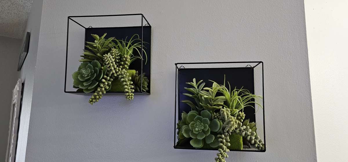 wall plants