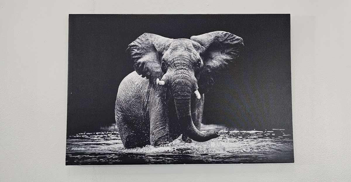 Elephant Canvas
