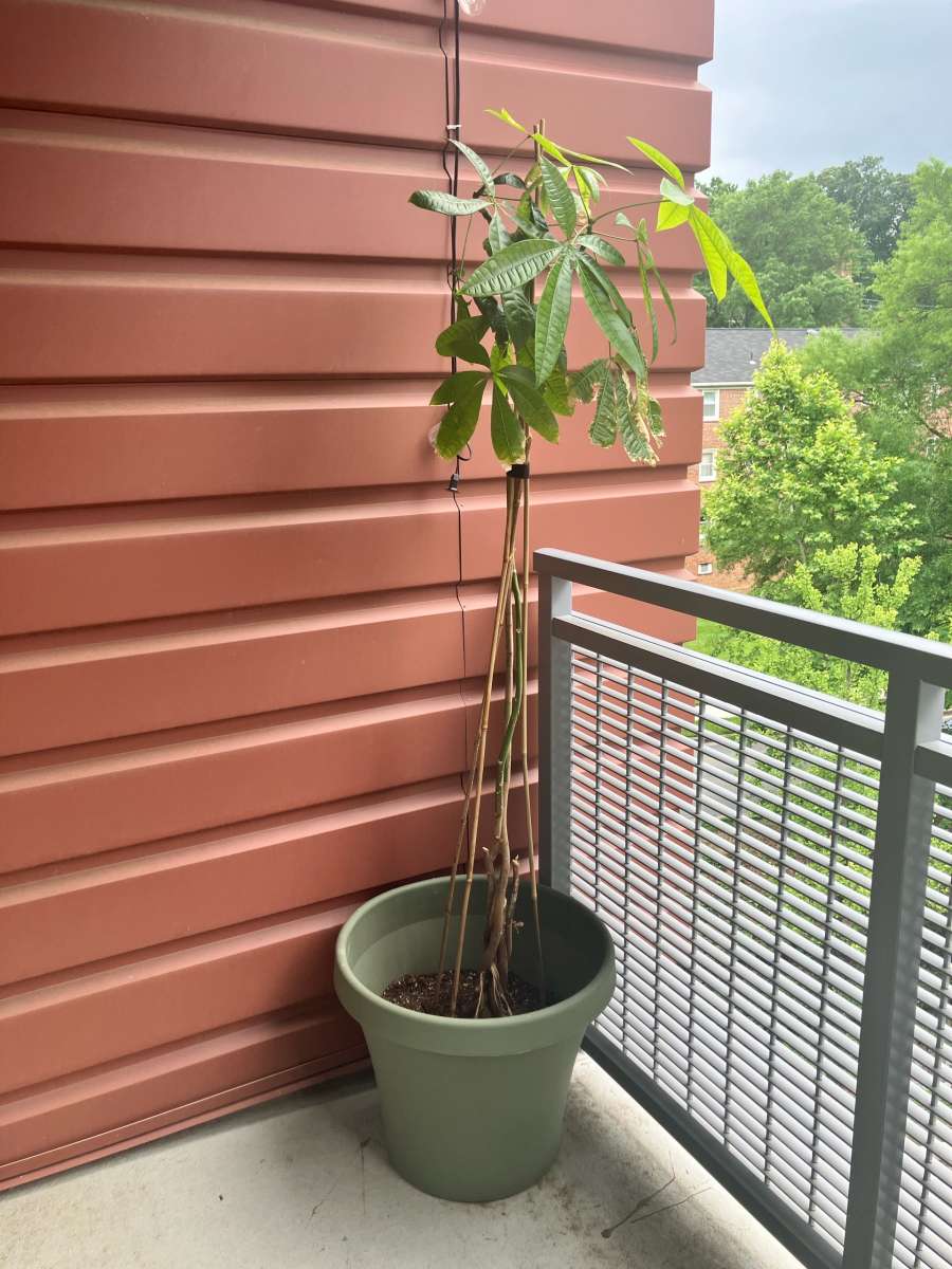 large plant with planter pot