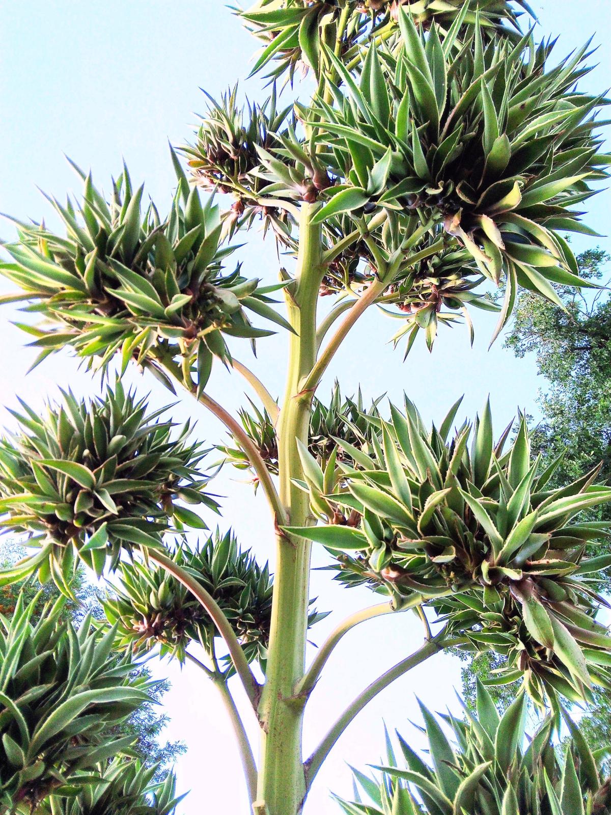 Agave Americana