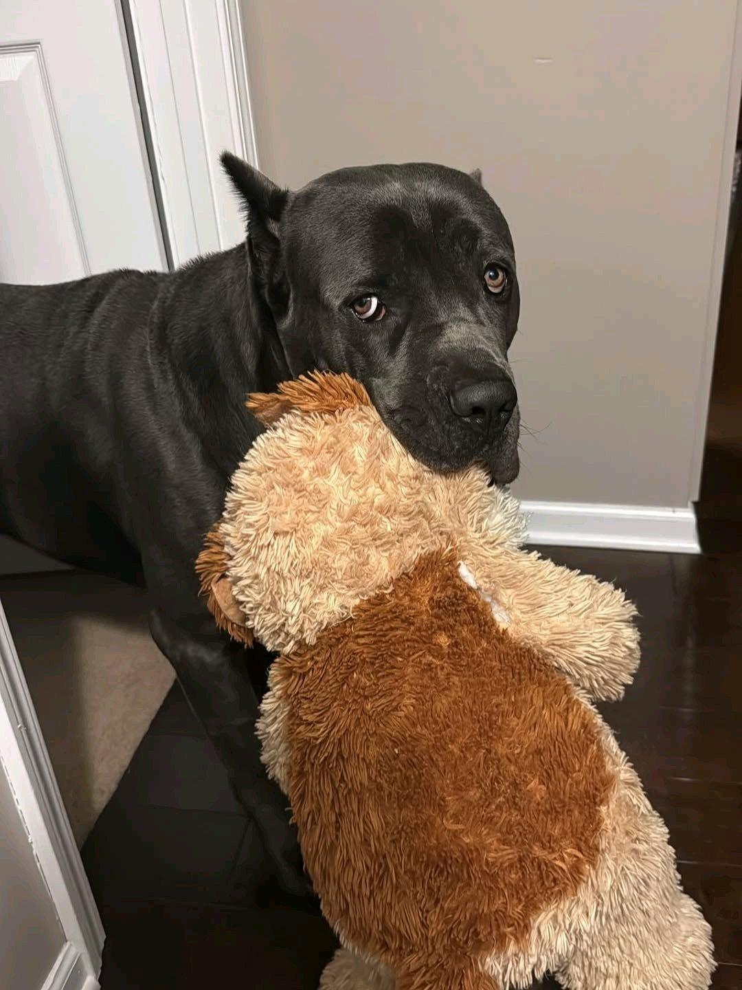 Im selling two dogs for hit me up on my signal 6294445223