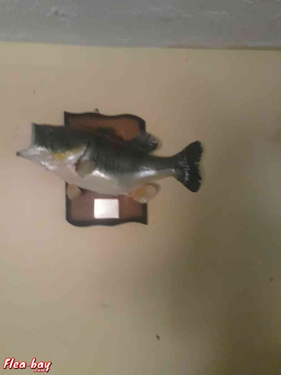taxidermy fish,  large - Riverview, Florida - FleaMarketBay