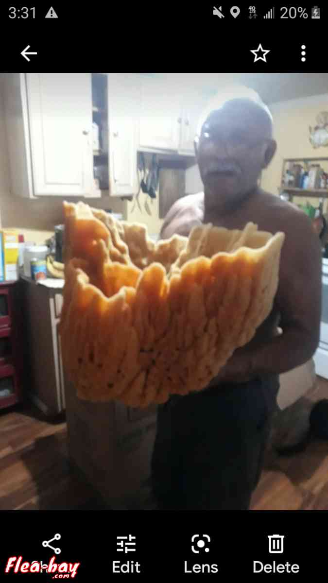 huge real sponge - Riverview, Florida - FleaMarketBay