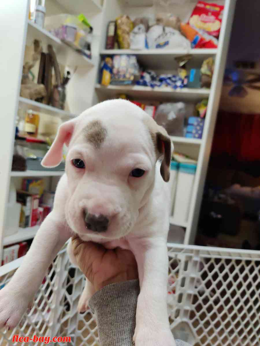 pitbull pups - San Antonio, Texas - FleaMarketBay