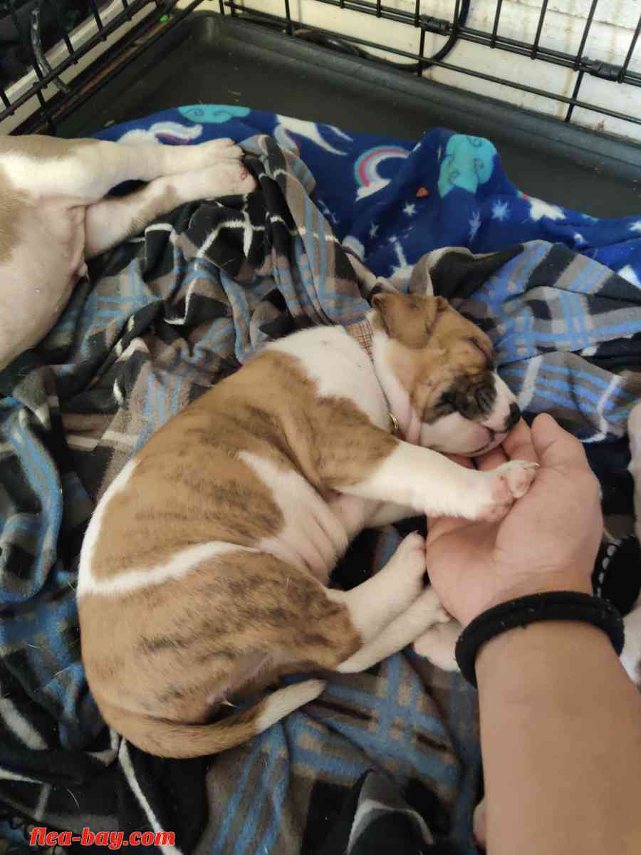 pitbull pups - San Antonio, Texas - FleaMarketBay