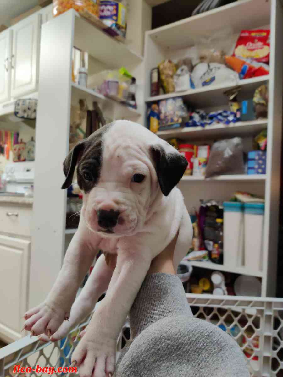 pitbull pups - San Antonio, Texas - FleaMarketBay