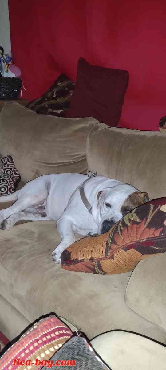 pit bull pups - San Antonio, Texas - FleaMarketBay