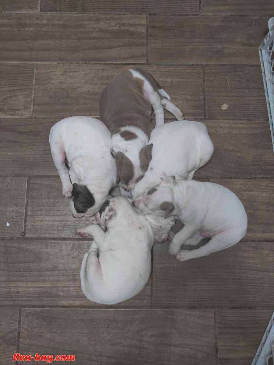 pit bull pups - San Antonio, Texas - FleaMarketBay