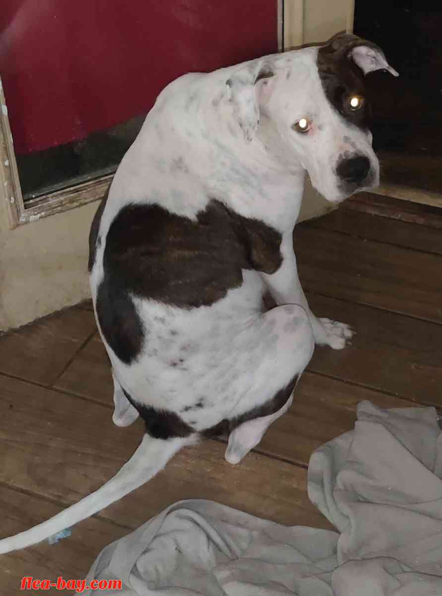 pit bull pups - San Antonio, Texas - FleaMarketBay