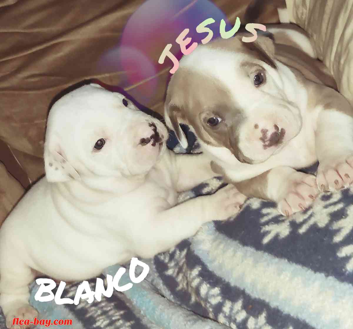 pit bull pups - San Antonio, Texas - FleaMarketBay