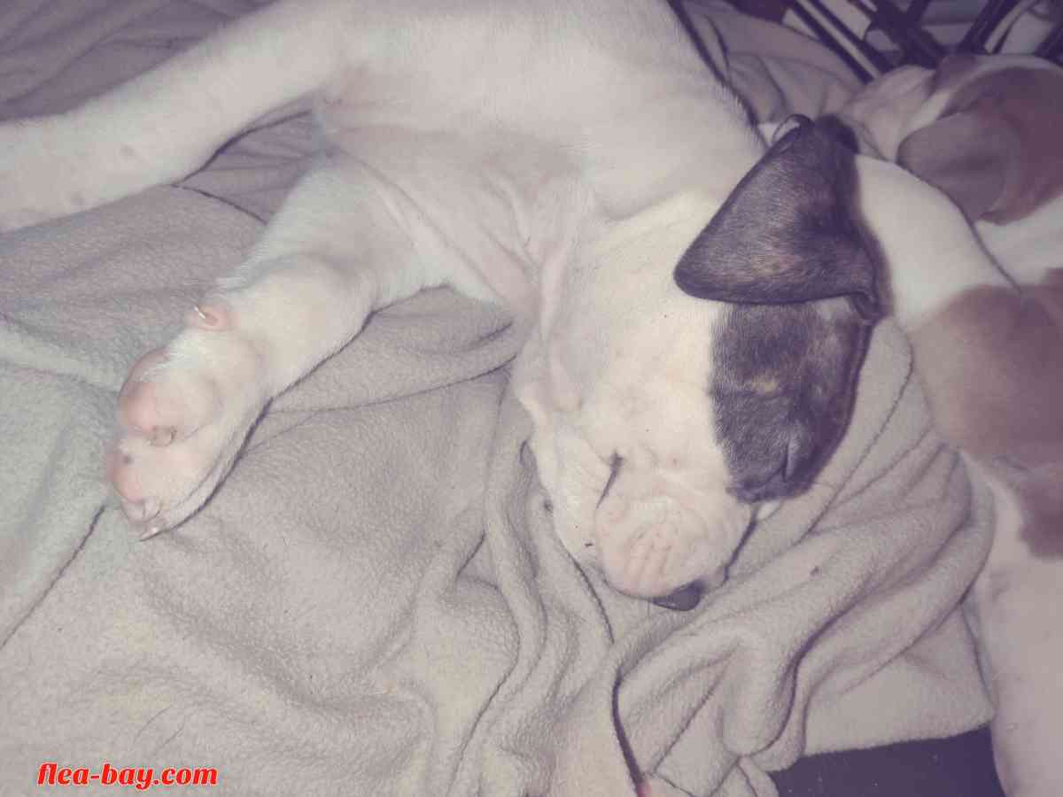 pit bull pups - San Antonio, Texas - FleaMarketBay