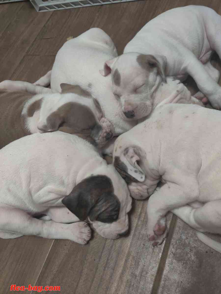pit bull pups