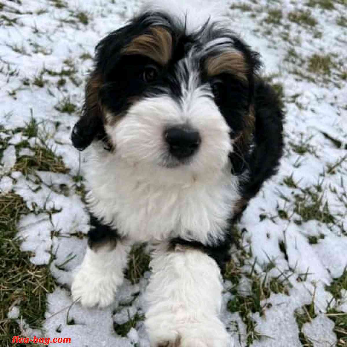 looking for serious buyer