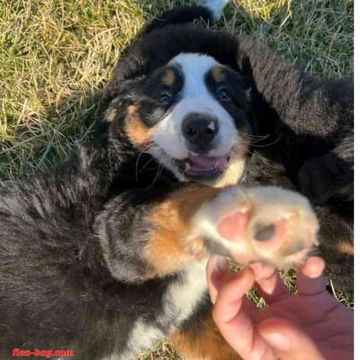 am good in seller - Yoder, Wyoming - FleaMarketBay