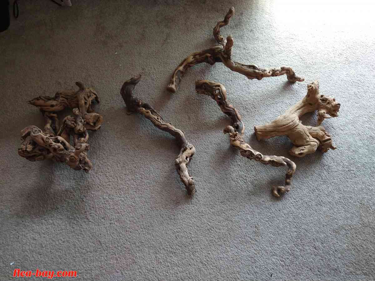 five pieces of reptile wood - Livermore, California