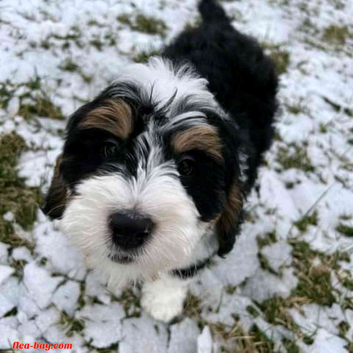 looking for serious buyer - Yoder, Wyoming - FleaMarketBay