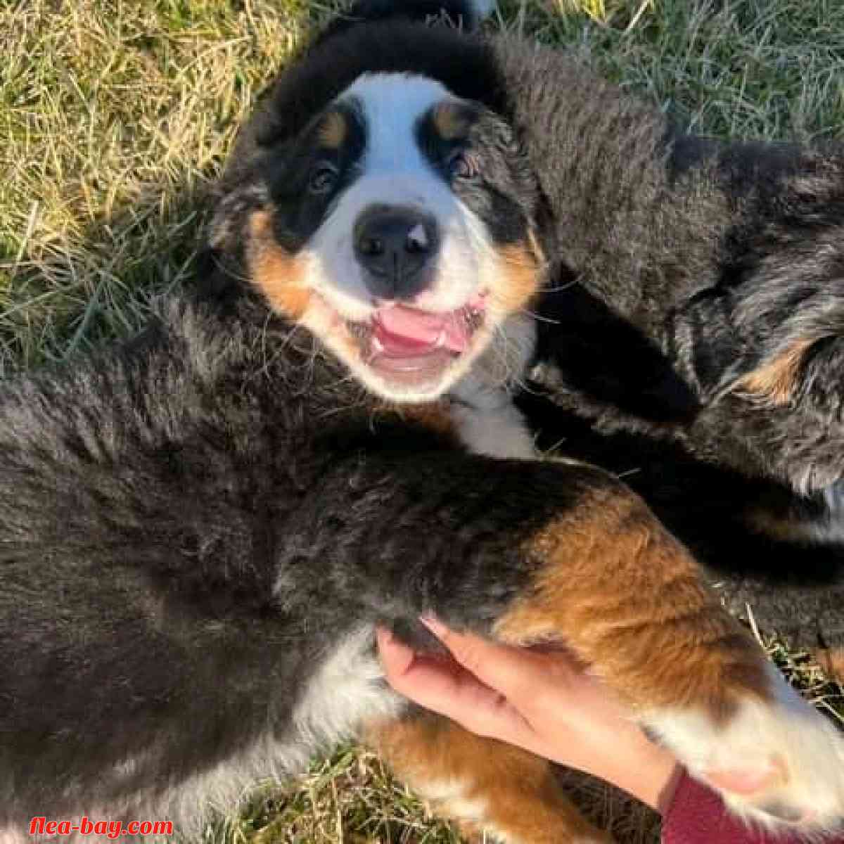 am good in seller - Yoder, Wyoming - FleaMarketBay