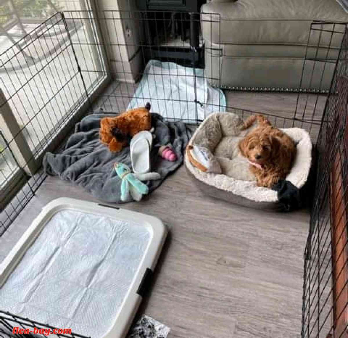 looking for serious buyer - Yoder, Wyoming - FleaMarketBay