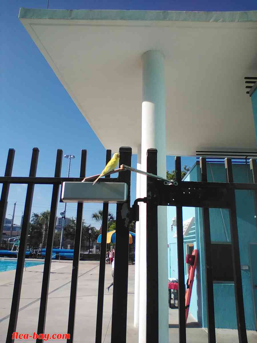 YELLOW BIRD - Miami, Florida - FleaMarketBay