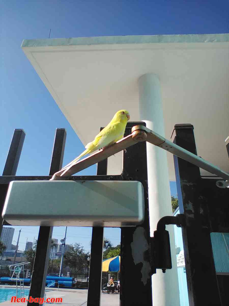 YELLOW BIRD - Miami, Florida - FleaMarketBay