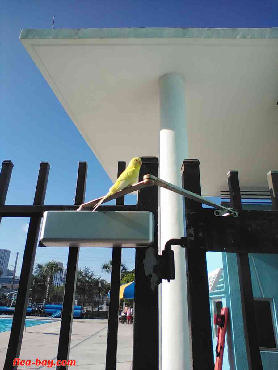 YELLOW BIRD - Miami, Florida - FleaMarketBay