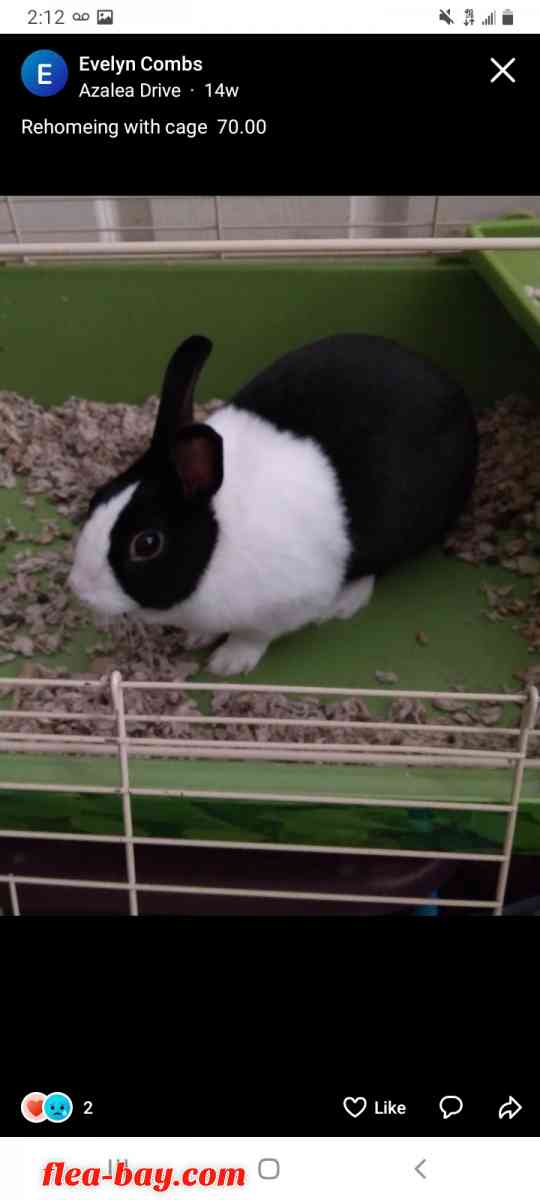 rabbit - Lawrenceville, Georgia