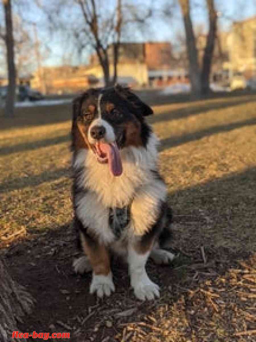 I'm selling a dog - Eaton Rapids, Michigan - FleaMarketBay