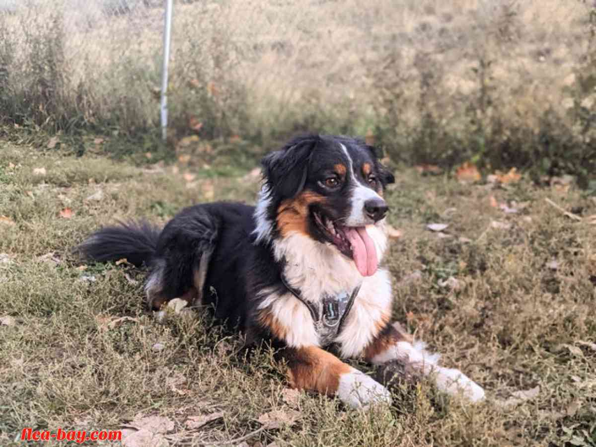 I'm selling a dog - Eaton Rapids, Michigan - FleaMarketBay