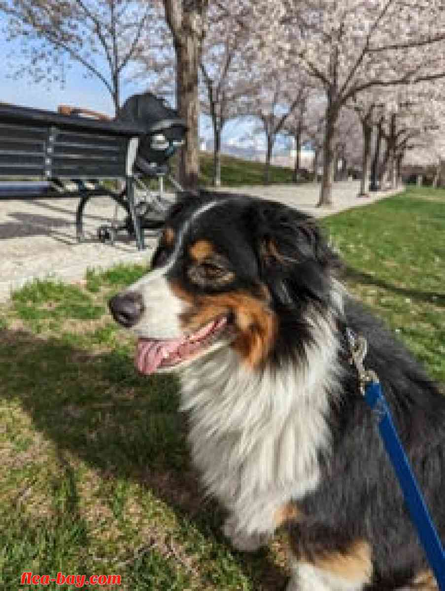 I'm selling a dog - Eaton Rapids, Michigan