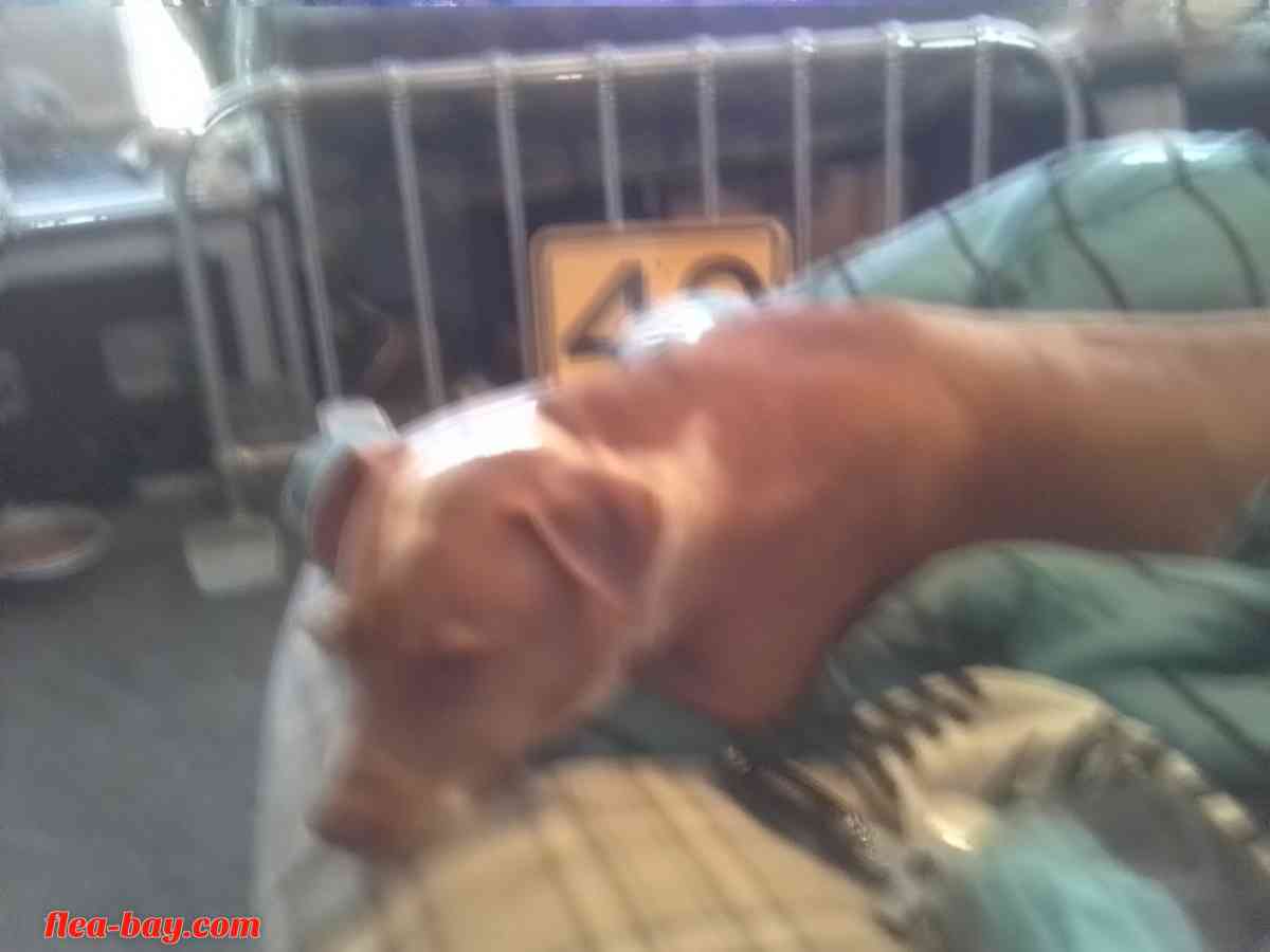 American Red nose pitbull 8 months old - Tahlequah, Oklahoma - FleaMarketBay