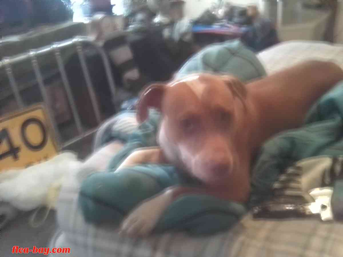 American Red nose pitbull 8 months old