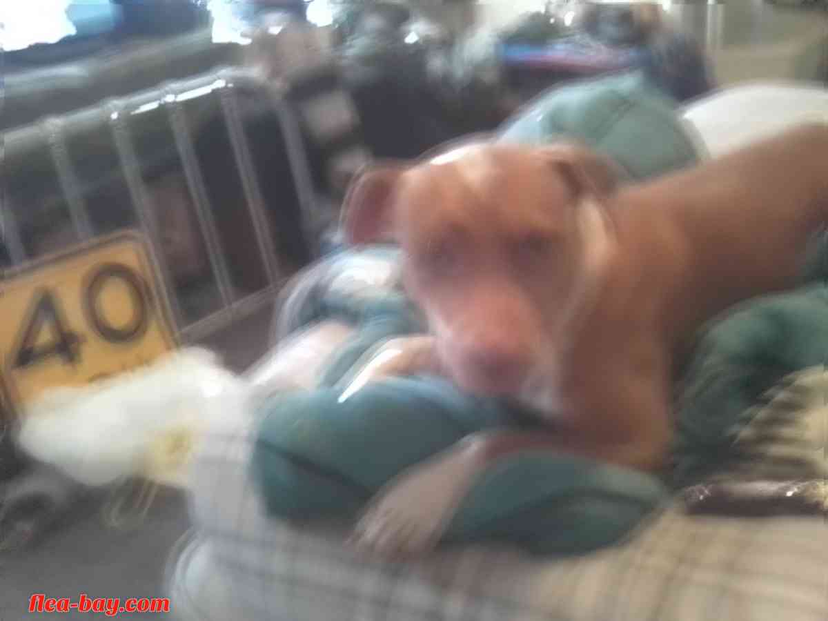 American Red nose pitbull 8 months old - Tahlequah, Oklahoma - FleaMarketBay