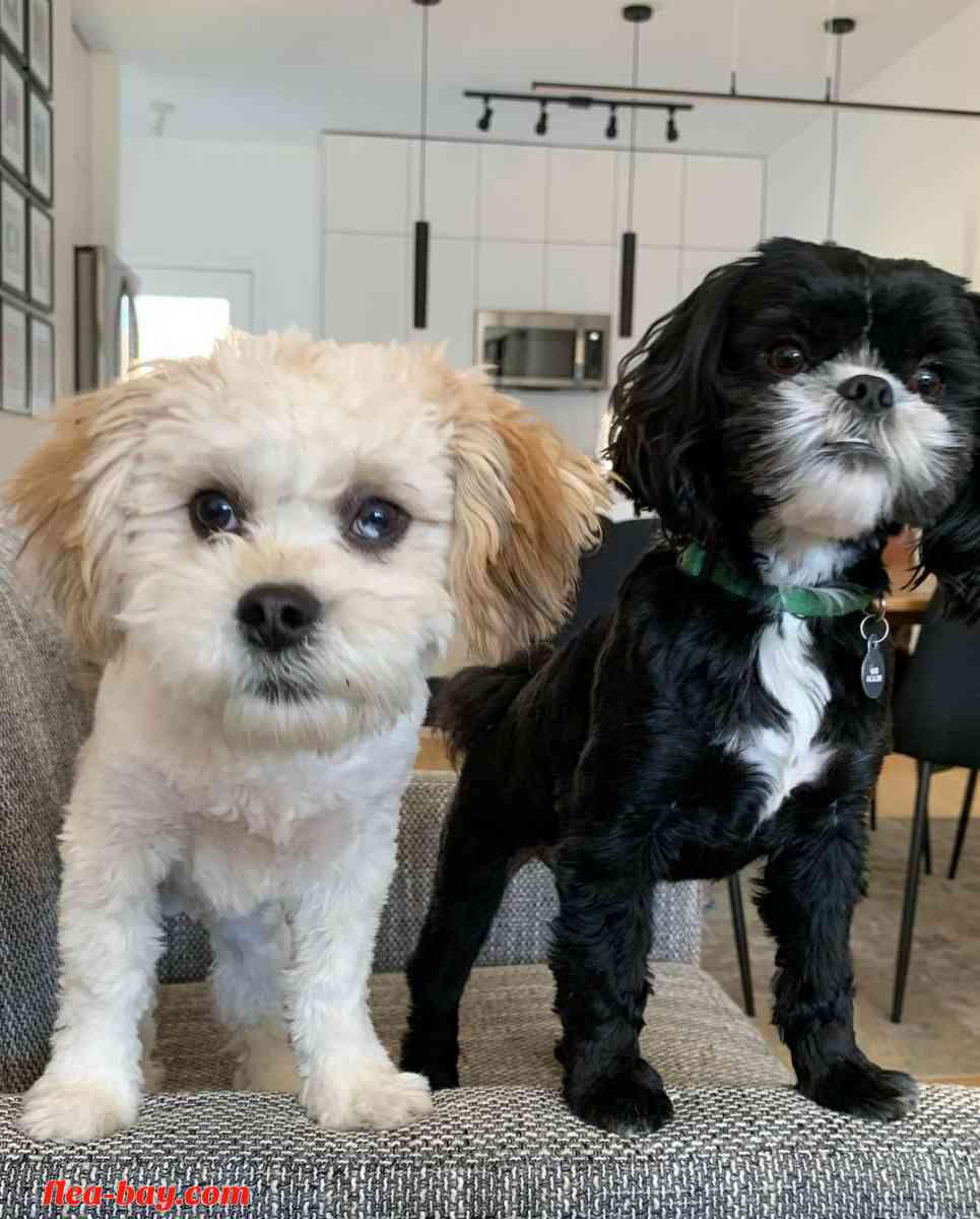 jetro&merit - Detroit, Michigan