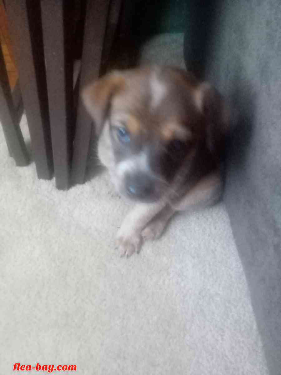 blue heeler pups - Aztec, New Mexico - FleaMarketBay