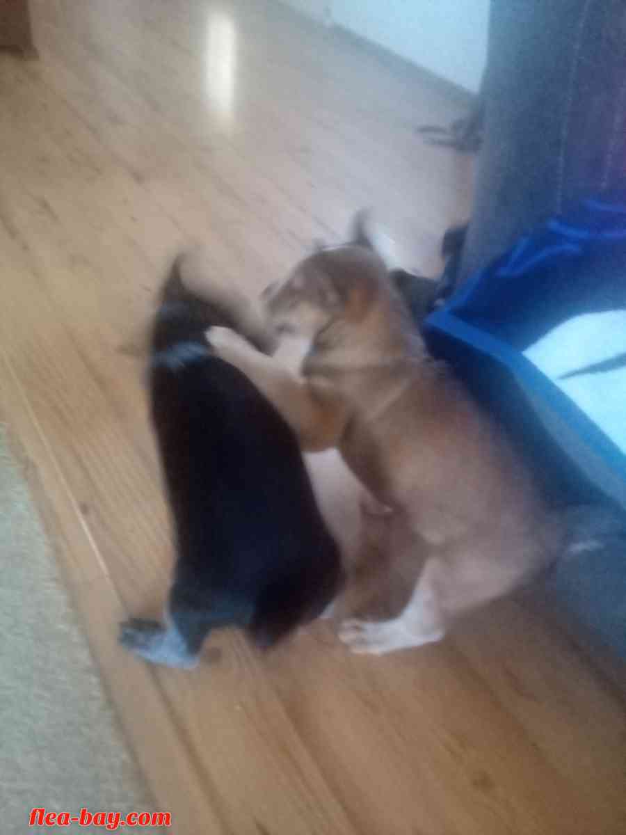 blue heeler pups - Aztec, New Mexico - FleaMarketBay
