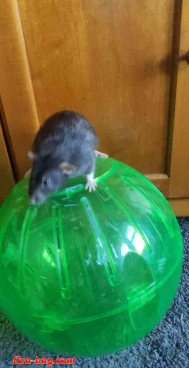 Rodent Exercise ball - Rockford, Illinois - FleaMarketBay