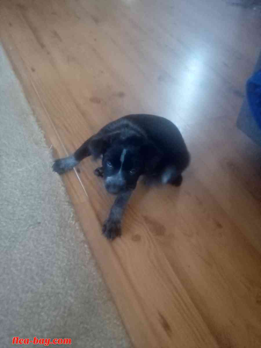 blue heeler pups - Aztec, New Mexico - FleaMarketBay