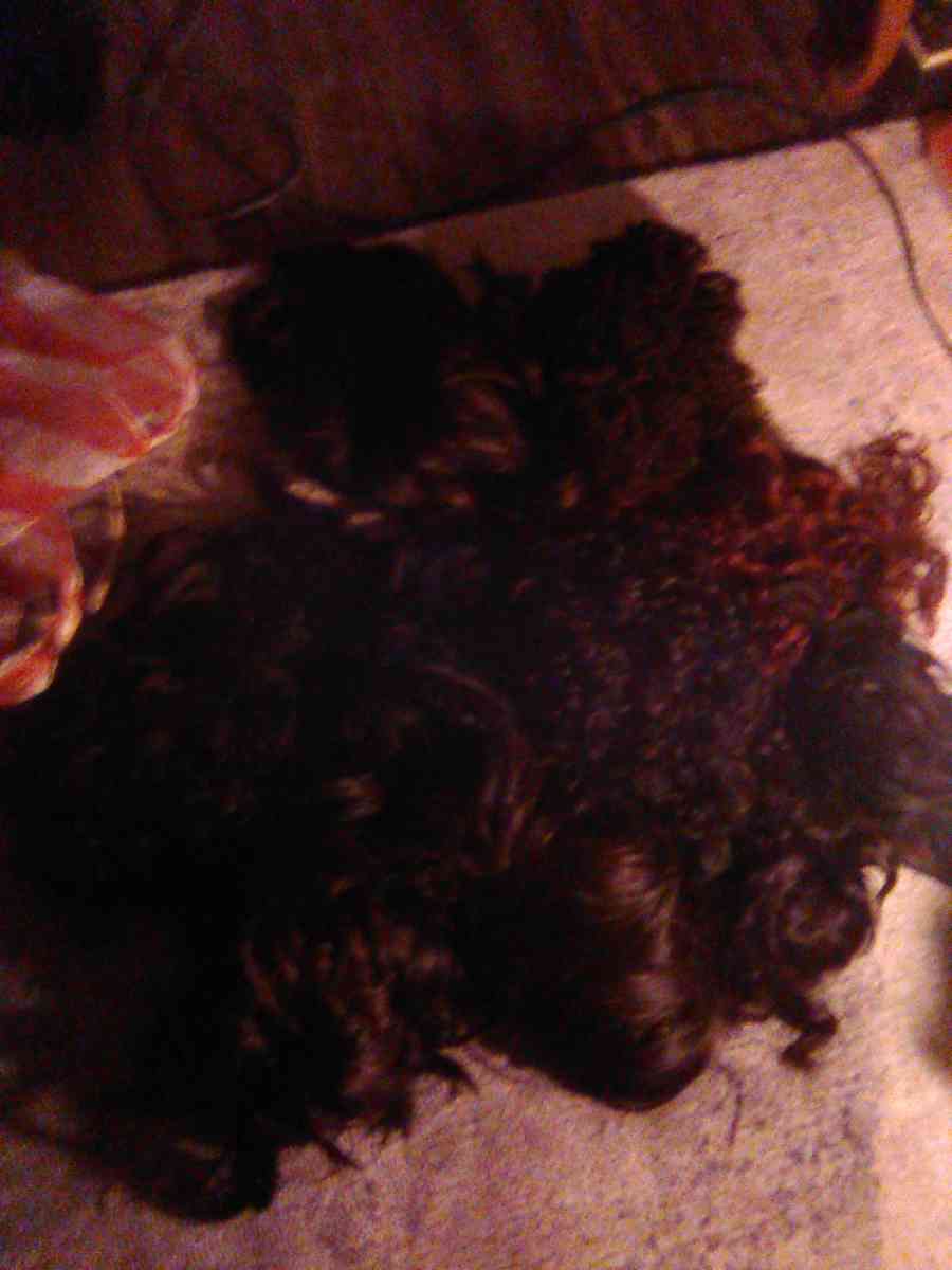 ladies wigs - Houston, Texas - FleaMarketBay