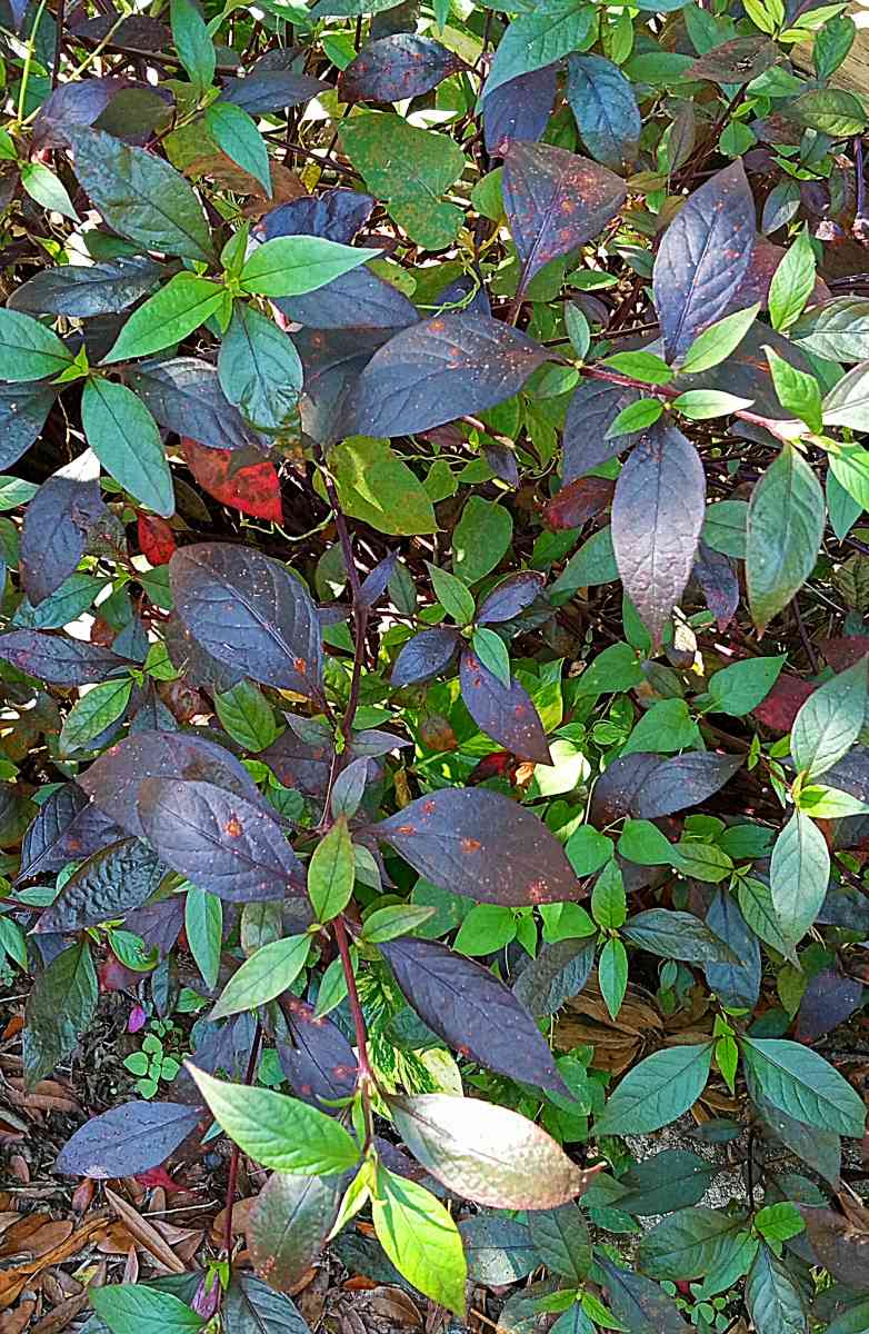 crazy Cheap plants - Thonotosassa, Florida - FleaMarketBay