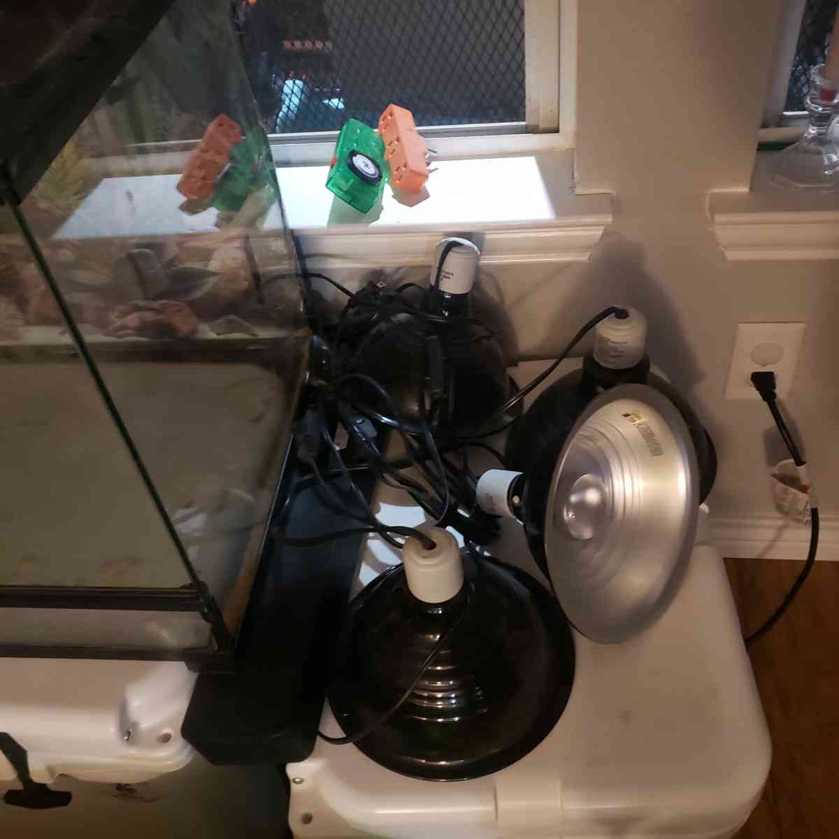 Bearded Dragon (or reptile) Set Up - Greenville, Texas - FleaMarketBay