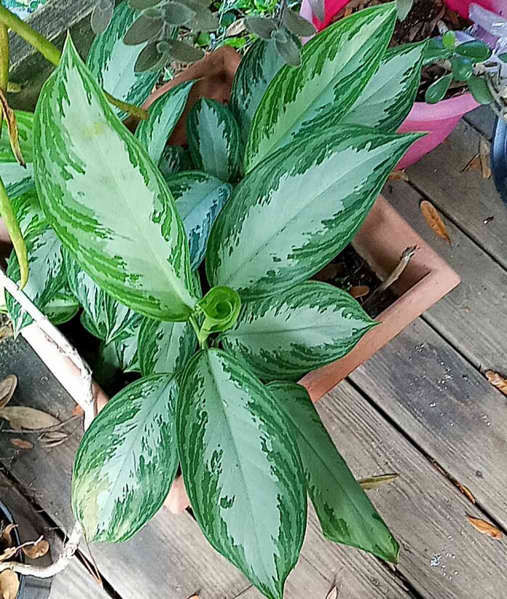 crazy Cheap plants - Thonotosassa, Florida - FleaMarketBay