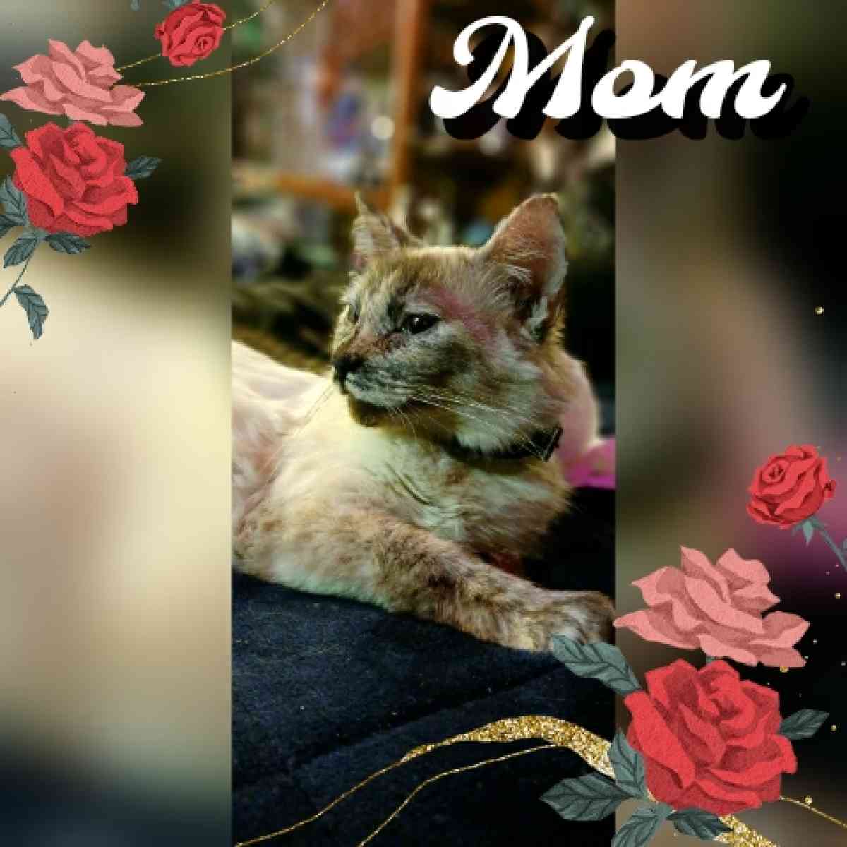 kittens - Wasilla, Alaska - FleaMarketBay